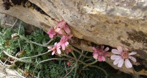 El primer catálogo completo de la flora de Sierra de Las Nieves con 1.400 especies