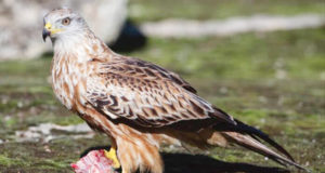 El dramático caso del milano real: entre las aves más amenazadas por el cambio climático