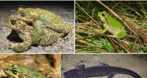Descubren el secreto de la vida tan larga de algunos reptiles y anfibios