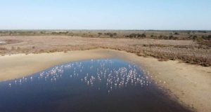 Doñana está al límite: estos son las amenazas que pueden dañar para siempre a su entorno