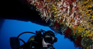Una ‘nueva normalidad’ muy dramática en el Mediterráneo asociada a las olas de calor marinas
