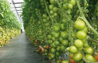 La sostenibilidad, el camino para que la agricultura mantenga su nivel de competitividad