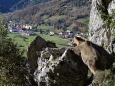 El 86% del acercamiento de osos pardos a los pueblos en verano son para buscar alimento asociado a la actividad humana