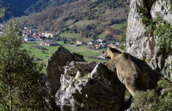 El 86% del acercamiento de osos pardos a los pueblos en verano son para buscar alimento asociado a la actividad humana