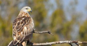 Muy malas noticias sobre lo efectos del cambio climático en los animales salvajes