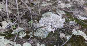 Son esenciales para la conservación de la naturaleza pero apenas están protegidos