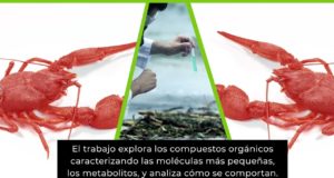 La información ambiental que nos da el cangrejo rojo americano