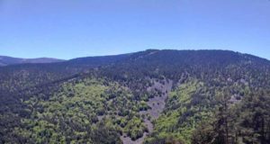 Explican por qué los bosques de varias especies soportan mejor los cambios ambientales