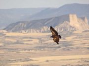 ¿Por qué volar es más económico energéticamente que nadar? Las aves dan la respuesta