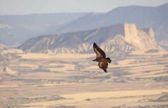 ¿Por qué volar es más económico energéticamente que nadar? Las aves dan la respuesta