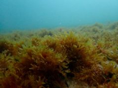 El alga asiática avanza por el Mediterráneo: ya ha llegado a las playas de Calpe