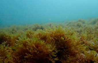 El alga asiática avanza por el Mediterráneo: ya ha llegado a las playas de Calpe