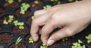 Chile acogerá por primera vez el Congreso Latinoamericano de Agroecología en noviembre