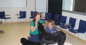 Microcredencial para formarse como guía canino en intervención asistida