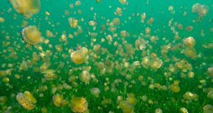 El Centro de Especies del Mar Menor permitirá estudiar el ciclo de vida de sus especies, mejorar protocolos de conservación y aumentar las probabilidades reales de reintroducción