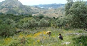 La arqueología busca quién introdujo el cultivo del olivo en el Alto Guadalquivir