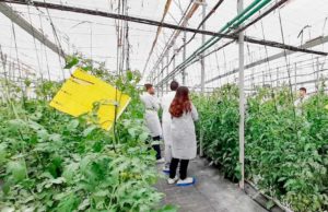 La Universidad de Almería destaca en el Ranquin de Shanghái 2026 en Agricultura y Enfermería