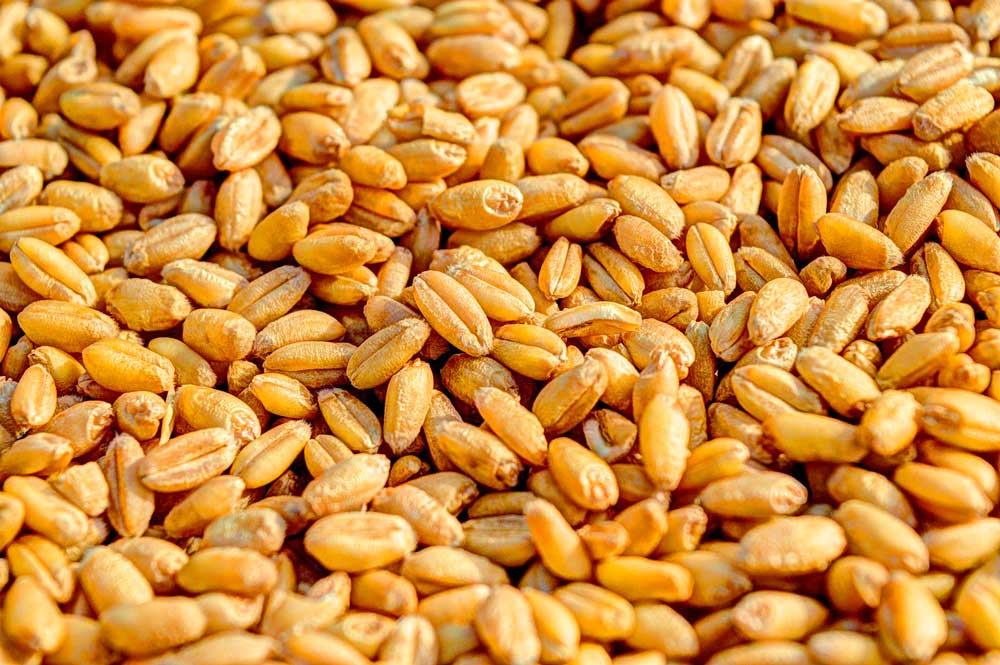 Granos de trigo más nutritivos y más amarillos gracias a un gen que se  acaba de identificar - Nova Ciencia