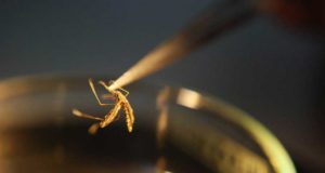 Descubren cómo y cuándo empezó a expandirse la malaria