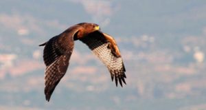 Las águilas reales, imperiales, imperiales y perdiceras lo pasan muy mal con las olas de calor