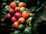La geotermia podría podría generar energía y ayudar a secar café y cacao en zonas rurales