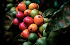 La geotermia podría podría generar energía y ayudar a secar café y cacao en zonas rurales
