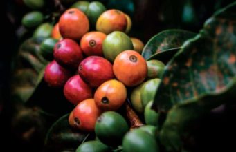 La geotermia podría podría generar energía y ayudar a secar café y cacao en zonas rurales