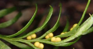 El genoma más grande del planeta pertenece a una planta