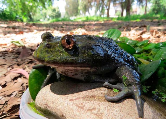 Salvar a la rana gigante chilena, el fósil viviente en estado crítico ...