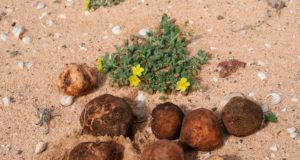 Trufa del desierto, de alimento de pastores a producto cotizado en los restaurantes más caros