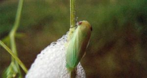 España coordina la estrategia europea para frenar la Xylella fastidiosa en olivos, vid y almendros