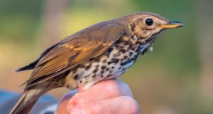 Estas aves son las más propensas a tener garrapatas y a pasarlas a los humanos