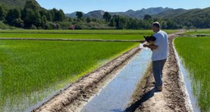 Transforman un subproducto del arroz en un producto biotecnológico de alto valor