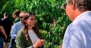 El IMIDA de Murcia registrará tres nuevas variedades de fruta de hueso desarrolladas por sus investigadores y ya son 26 las comercializadas