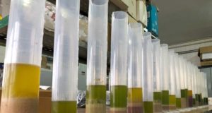 La UJA reunirá a algunos de los mayores expertos internacionales en salud y aceite de oliva