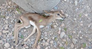 Expertos del CSIC lo advirtieron: mueren cuatro gacelas y un arruí por el estrés provocado por unos conciertos