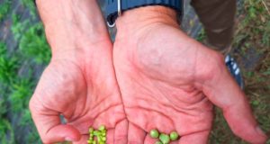 Así son los guisantes lágrima desarrollados por el CSIC en Galicia y que ya están en el mercado