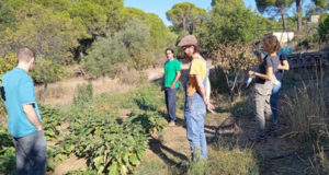 El consumo de hortalizas de huertos urbanos no presenta riesgos para la salud