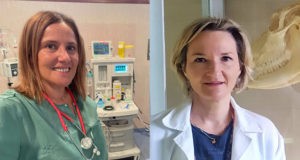 Investigan cómo regenerar nervios con células madre