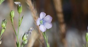 El cambio climático disloca a las plantas: ya no saben predecir el tiempo para iniciar la floración