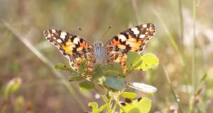 La migración más espectacular documentada en unas mariposas: solo algunas aves realizan un trayecto tan largo