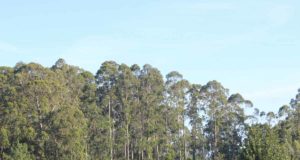 Árboles exóticos: una amenaza reconocida a nivel mundial que no cesa