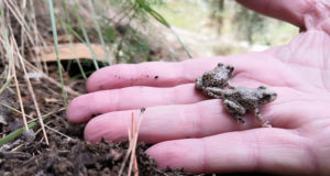 Sapo partero: el motivo que convierte a Sierra Espuña en refugio para este anfibio