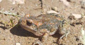 Sorpresa en la ciencia: descubren que el sapo partero del oeste de la Península Ibérica es otra subespecie