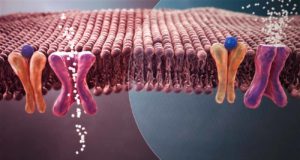 El ‘ingrediente secreto’ de fármacos contra la diabetes tipo 2 se esconde enla microbiota intestinal