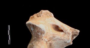 Un fósil que llevaba 70 años en el Arqueológico de Granada confirma que en Sur de la Península Ibérica vivieron leones