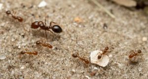 Las especies invasoras ‘le comen la tostada’ a las nativas: se expanden hasta 20 veces más rápido