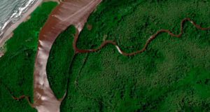 Colombia no sólo ha perdido buena parte de su selva tropical. También se ha quedado sin el 80% de sus manglares en el Caribe