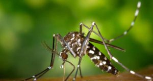 El mosquito tigre es peligroso pero no el responsable de la transmisión de la malaria aviar
