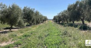Una nueva fórmula vinculada a la lucha contra el cambio climático para rentabilizar los olivares